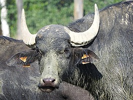 水牛,非洲水牛,野生動物