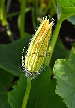 南瓜花,夏季,廠