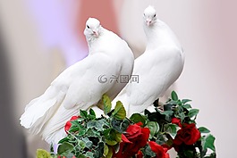 鸽子,婚礼,婚姻