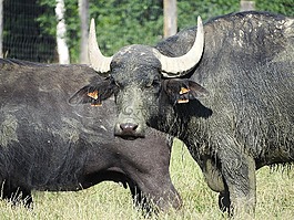水牛,非洲水牛,野生動物