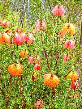 野生,花,植物區(qū)系