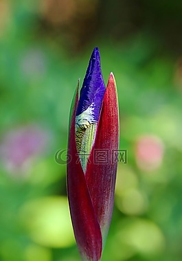 花,性質(zhì),廠