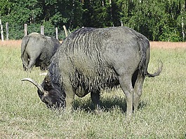 水牛,非洲水牛,野生動物