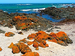 海岸,橙色,水