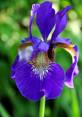 虹膜,花,開花