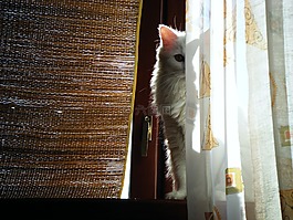 動物,貓,白