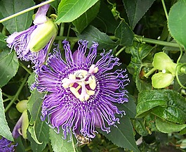 開花,鮮花,紫
