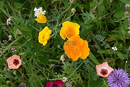 夏季,鲜花,草地
