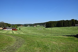 夏季,草地,景观