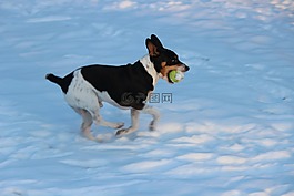 狗,狗公园,雪