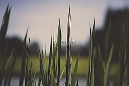 特寫,草,綠色