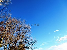 樹木,天空,性質(zhì)