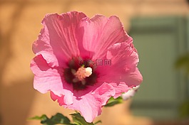 花,夏季,粉色