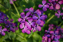 鮮花,紫色,春
