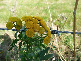 性質(zhì),花,黃色