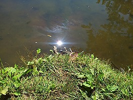 池,湖,太阳
