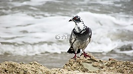 野鴿子,鳥,自然