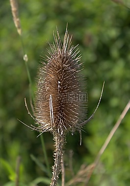 薊,廠,野花