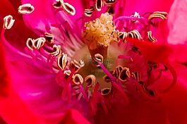 花,特寫,粉紅色
