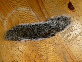 松鼠,尾巴,taxidermy
