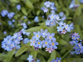 盛開(kāi),開(kāi)花,植物區(qū)系