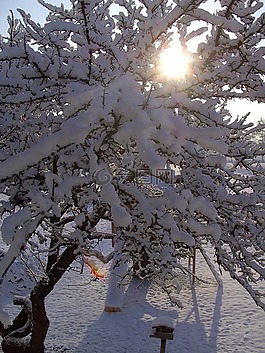 冬天,樹,雪