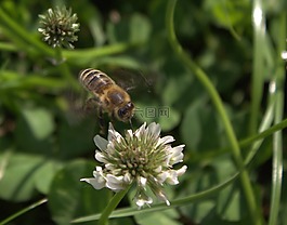 蜜蜂,花,昆蟲(chóng)