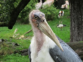 副官鸟,立场,生物