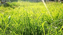 草,性質(zhì),綠色