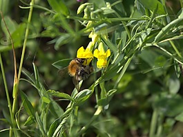 蜜蜂,花,昆蟲(chóng)