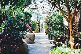 盛開,開花,植物區(qū)系