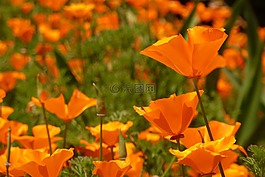 橙色,花,罌粟