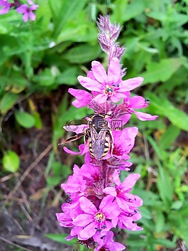 花,野花,大黃蜂