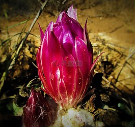 花,仙人掌,植物