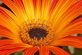 橙色,花,雏菊