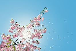 盛開,開花,植物區(qū)系