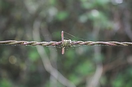刺,電線,關(guān)閉