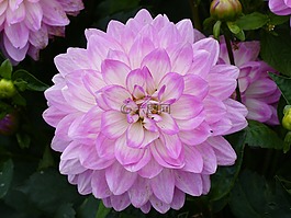 大麗花,花卉,粉色