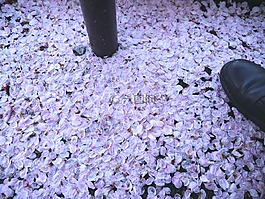 櫻桃,花秋,線索
