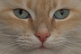 貓,神圣 birman,動物