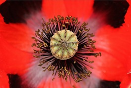 紅色,花,罌粟