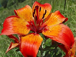 花,開花,顏色
