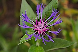花,紫,性質(zhì)