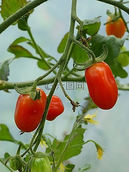 蕃茄,綠色,顏色