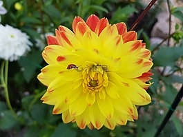 瓢蟲(chóng),花,開(kāi)花