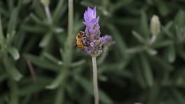 花,蜜蜂,昆蟲(chóng)