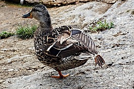 鳥鴨,水,鴨