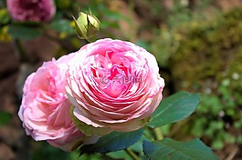 粉色,鮮花,性質