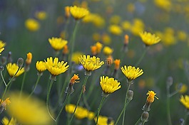黃色,花卉,草甸