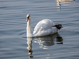 天鵝,鳥,水域